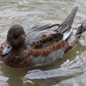 Wigeon