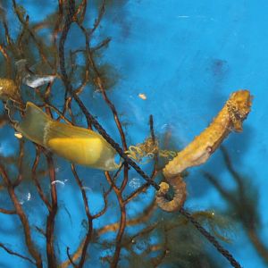 Shark-egg and seahorse