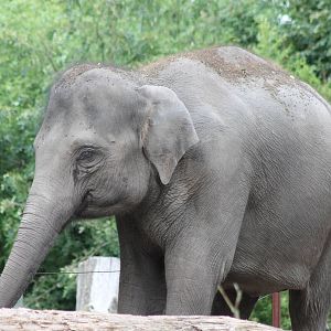 Asian elephant