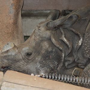 Indian Rhinoceros