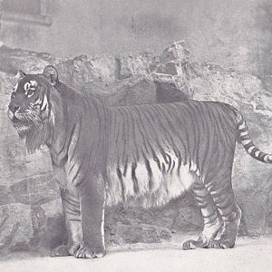 Caspian tigers