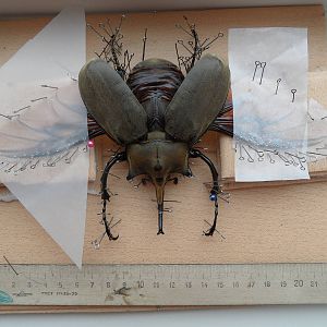 How to spread your Elephant beetle!