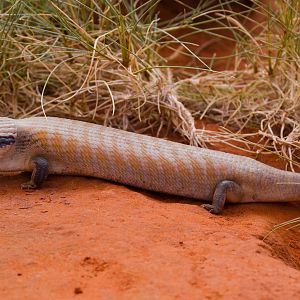 Centralian Bluetongue Skink