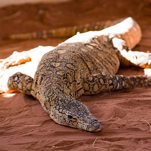 Perentie