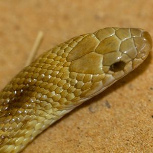Speckled Brown Snake