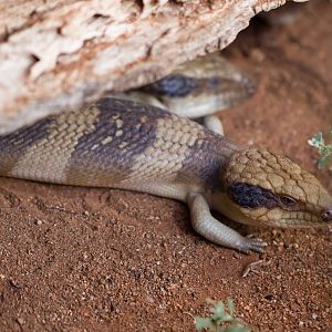 Western Bluetongue Skink