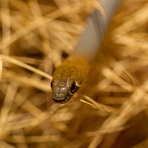 Yellowfaced Whipsnake