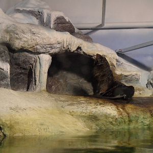 South american fur seal