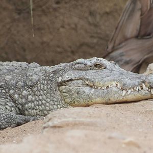 Nile crocodile