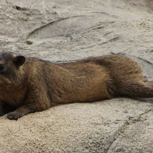 Cape hyrax
