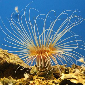 Some kind of sea-anemone