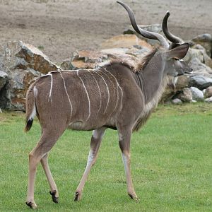 Greater kudu