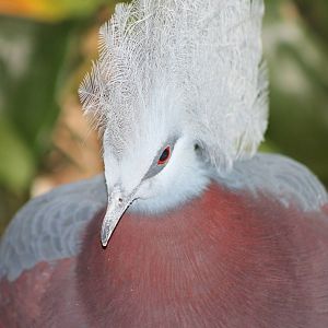 Scheepmaker's crowned pigeon