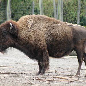 American bison