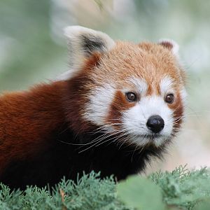 Red panda