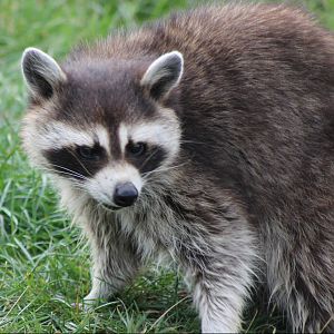 Raccoon