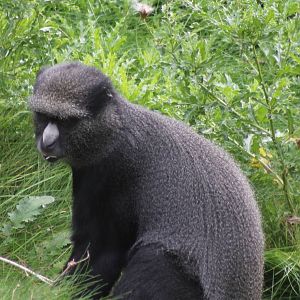 Eastern great white-nosed monkey