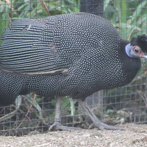 Pucherani guineafowl