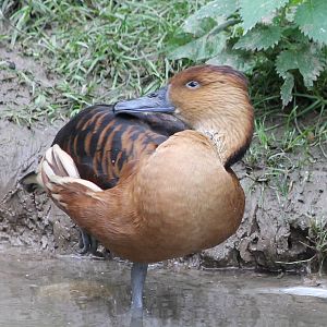 Fulvous whistling duck
