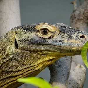 Varanus komodoensis
