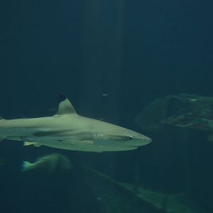 blacktip reef shark male