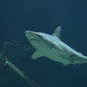 blacktip shark male