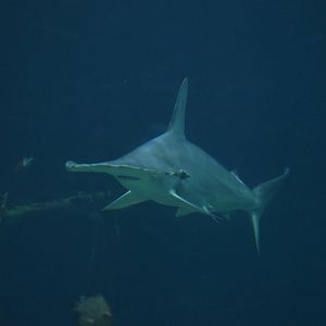 scalloped Hammerhead shark male