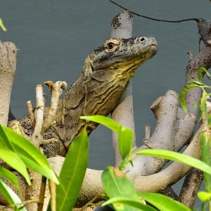 Varanus komodoensis