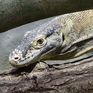 Varanus komodoensis