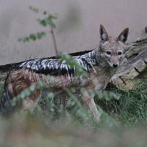 Southern black-backed Jackal (Canis mesomelas mesomelas)