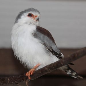 African Pygmy Falcon (Polihierax semitorquatus) female