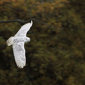 Snowy Owl (Nyctea scandiaca)