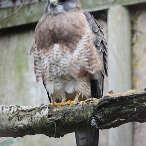Swainson's Hawk (Buteo swainsoni)