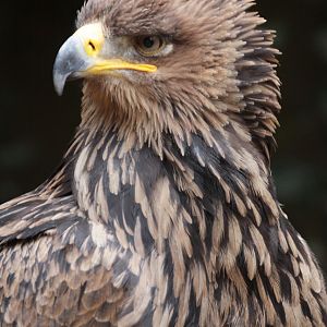 North African Tawny Eagle (Aquila rapax belisarius)