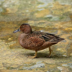 Anas cyanoptera tropicus, Critically endangered