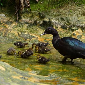True wild muscovy duck with ducklins