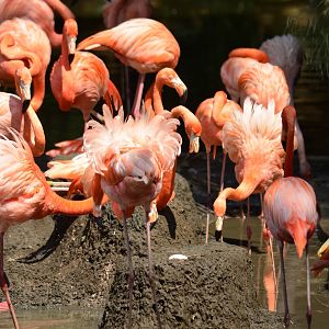 Flamingo breeding group