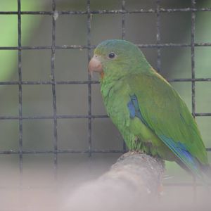 Cobalt winged parakeet