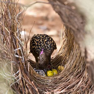 Western Bowerbird