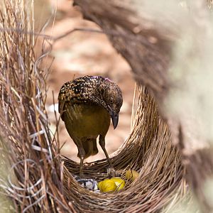 Western Bowerbird