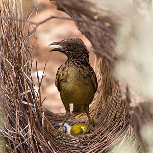 Western Bowerbird