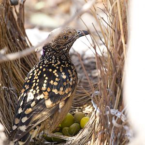 Western Bowerbird