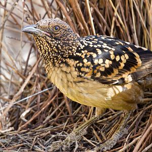 Western Bowerbird