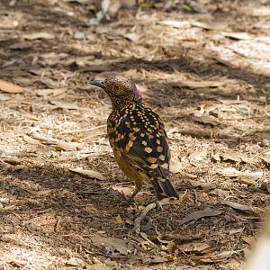Western Bowerbird