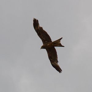 Black Kite