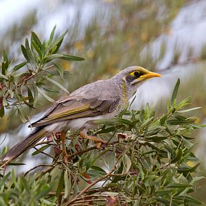 Yellow-throated Miner