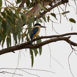 Sacred Kingfisher