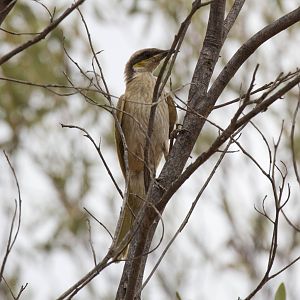 Singing Honeyeater