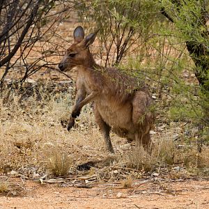 Wallaroo