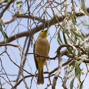 White-plumed Honeyeater
